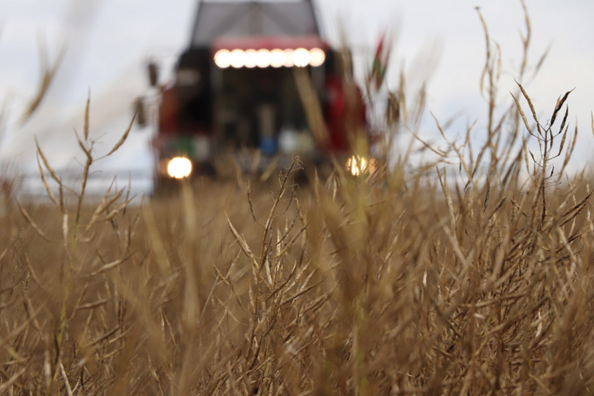На поля Витебской области вышли первые комбайны