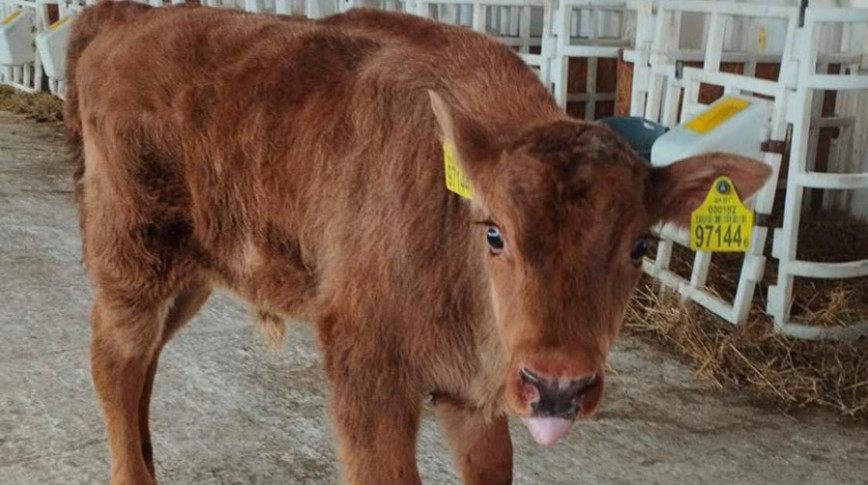 Телята от коров и зубра появились в Шарковщинском районе. Эксперт рассказал, какими они могут стать