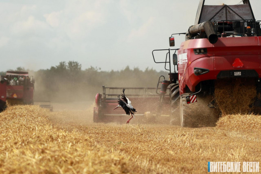 В Витебской области намолочено 838 тыс. тонн зерна