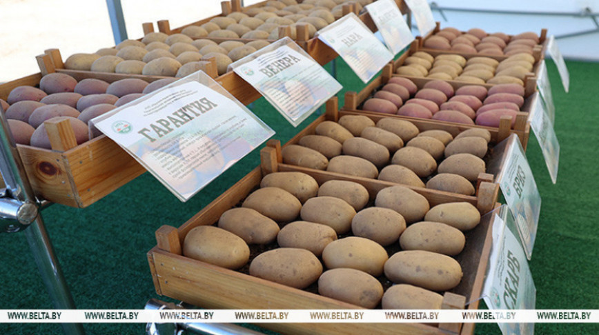 Academy of Sciences names popular potato varieties among Belarusians