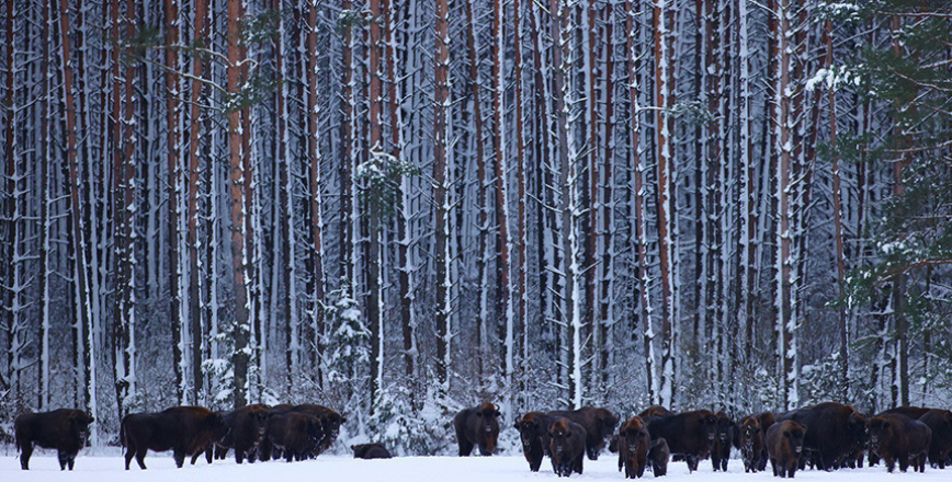 Belovezhskaya Pushcha begins winter bison count