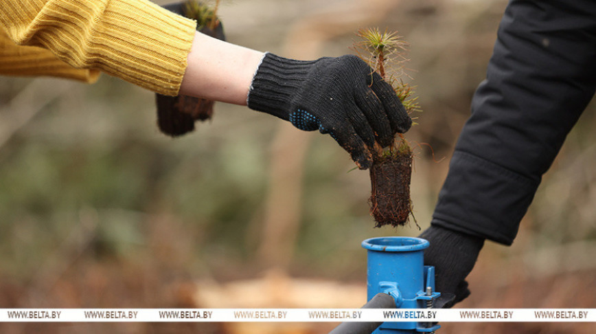 Over 20,000 people join Belarus’ reforestation campaign in one week