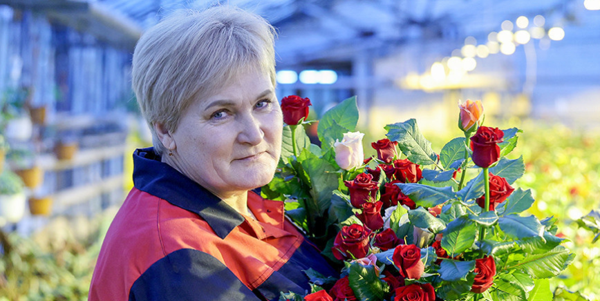 Першыя тысячы руж і цюльпанаў зрэзалі ў цяпліцах "Віцебскага Зялёнбуда"