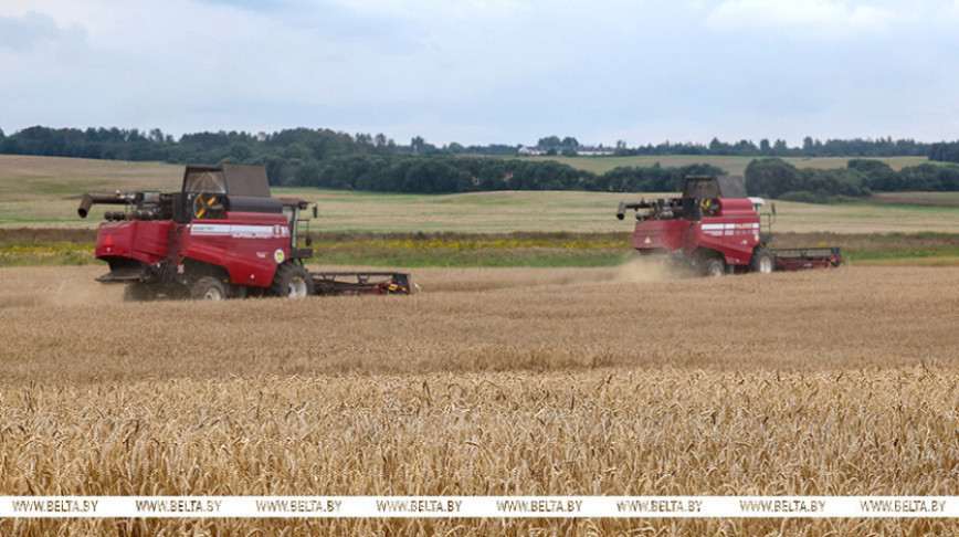 Мільённы рубеж па намалоце збожжа і рапсу пераадолелі аграрыі Віцебскай вобласці