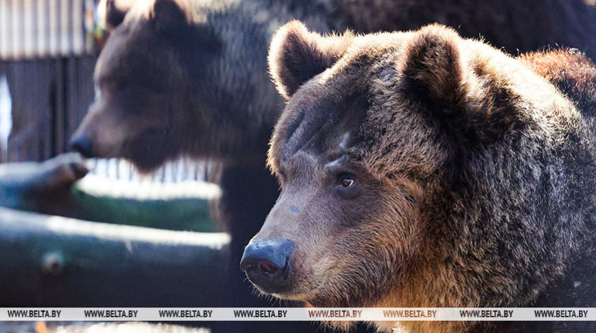 "Адчуваюць сябе добра". Мядзведзіцы з Віцебскага заапарка выйшлі з зімовай спячкі