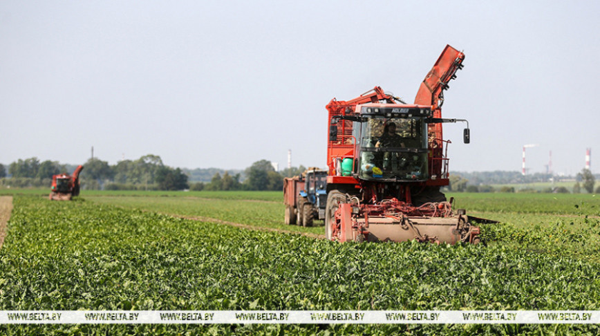 Масавая ўборка цукровых буракоў пачалася ў Беларусі