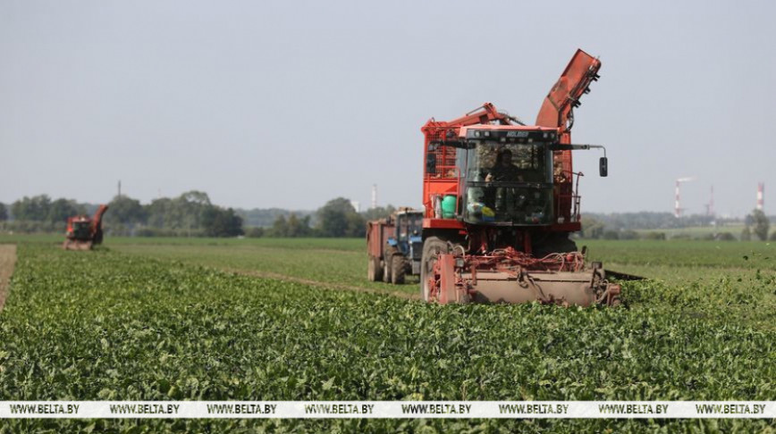 Звыш 2 млн тон цукровых буракоў накапалі ў Беларусі
