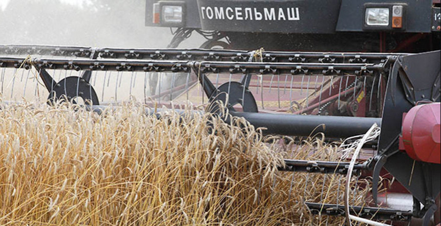 Звыш 11,1 млн т збожжа з улікам рапсу і кукурузы сабралі ў Беларусі