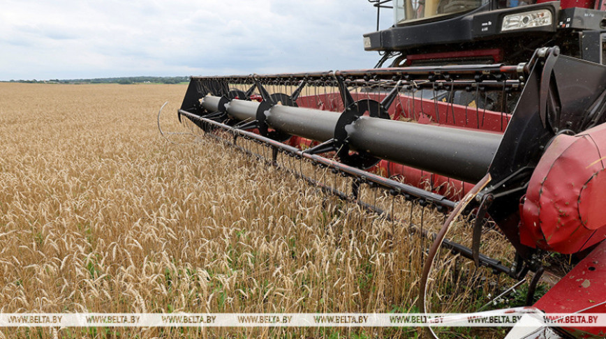 Амаль 9,4 млн т збожжа з улікам рапсу і кукурузы намалацілі ў Беларусі