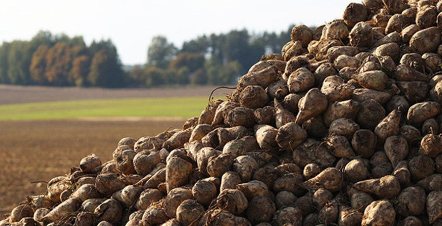 У Беларусі сабрана 6 млн тон цукровых буракоў
