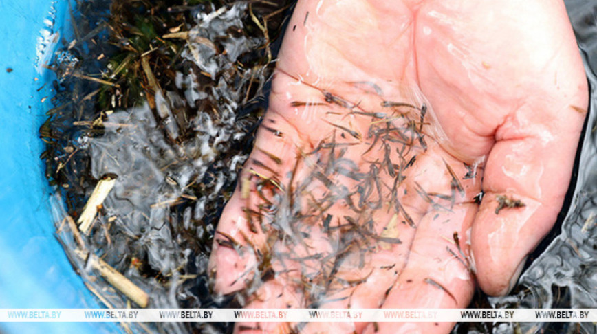 Колькі зарыбленняў вадаёмаў Беларусі правялі ў 2025 годзе