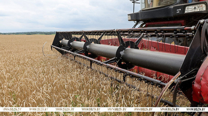 Звыш 9,8 млн т збожжа з рапсам і кукурузай намалочана ў Беларусі