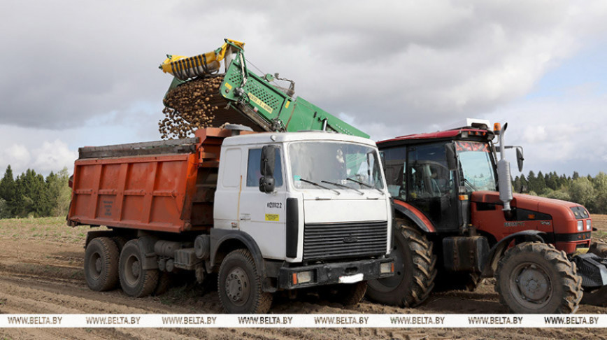 У Беларусі пачалася ўборка бульбы